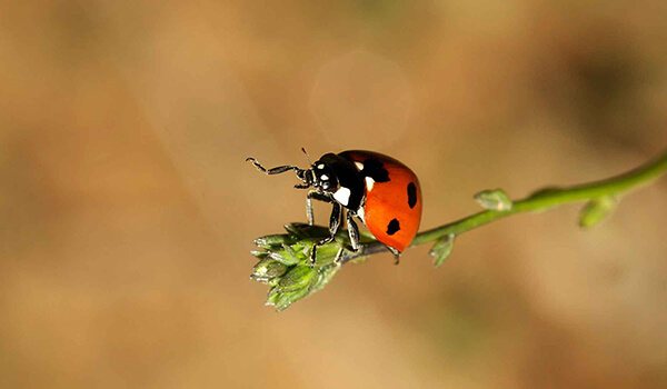 Larawan: Ladybug sa likas na katangian