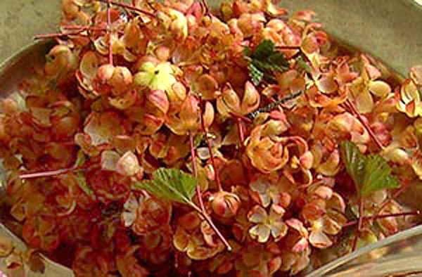 photo Sepals cloudberries on a plate