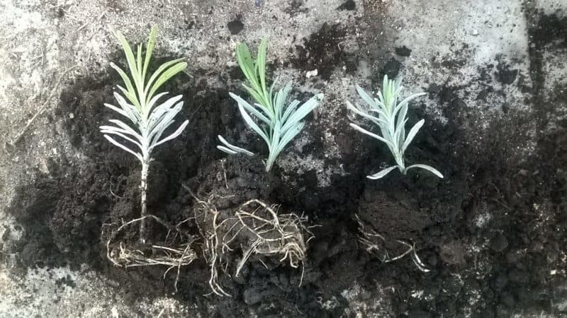 Photo of lavender cuttings