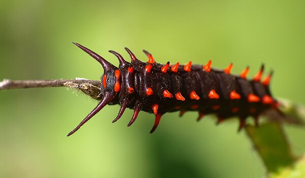 Photo: Black caterpillar