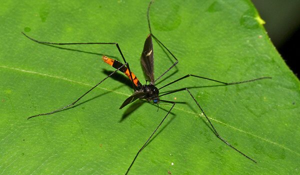 Снимка: Черен стоног комар