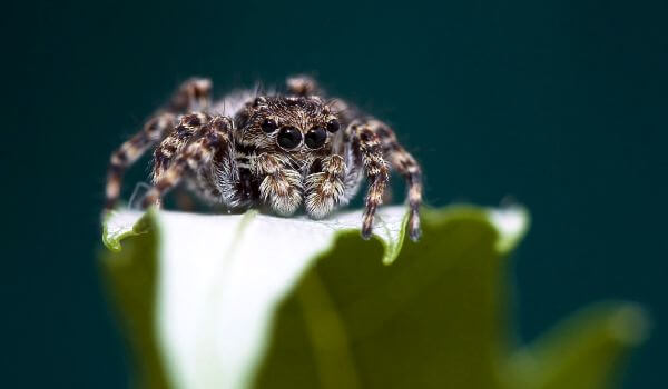 Foto: Černý pavoučí oř