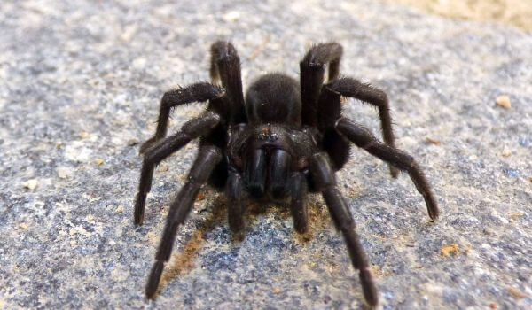 Foto: tarantula păianjen negru