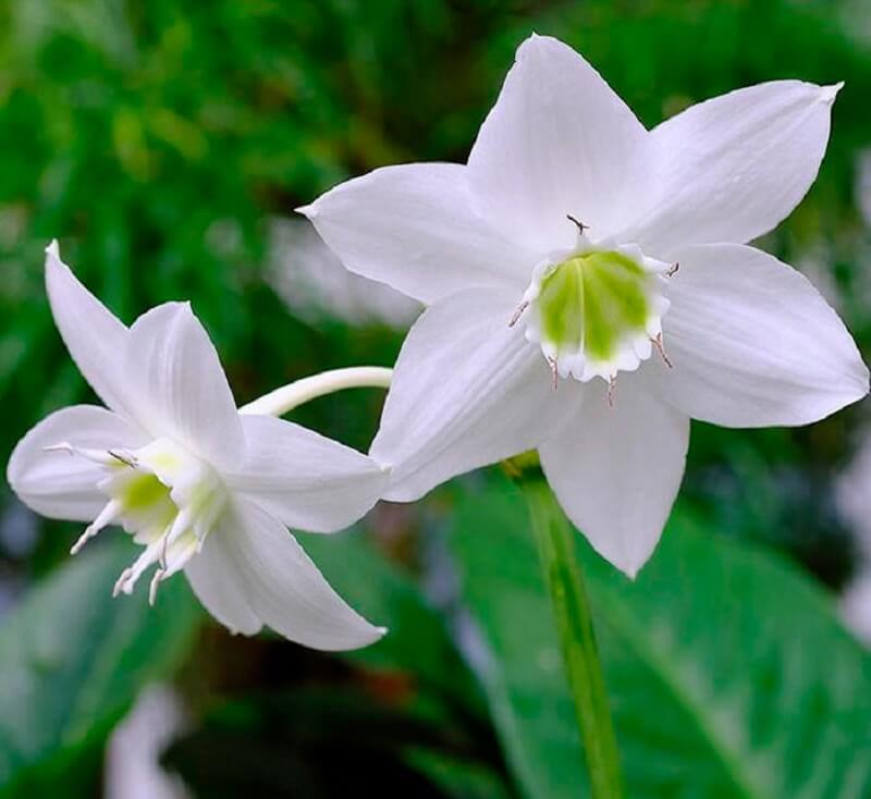 Photo of flowering amazon lily