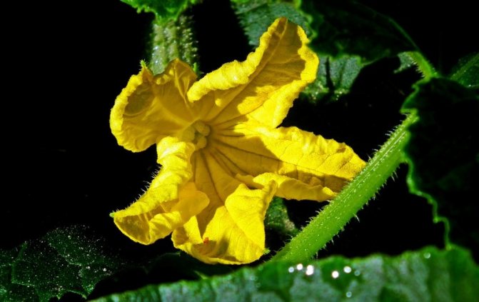 Photo of a cucumber flower