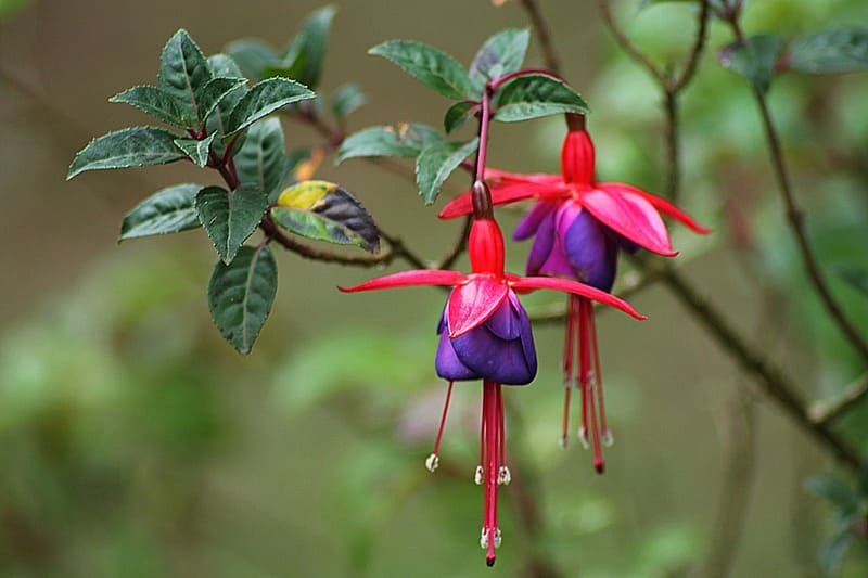 Photo of Fuchsia flowers
