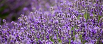 Photo of lavender flowers