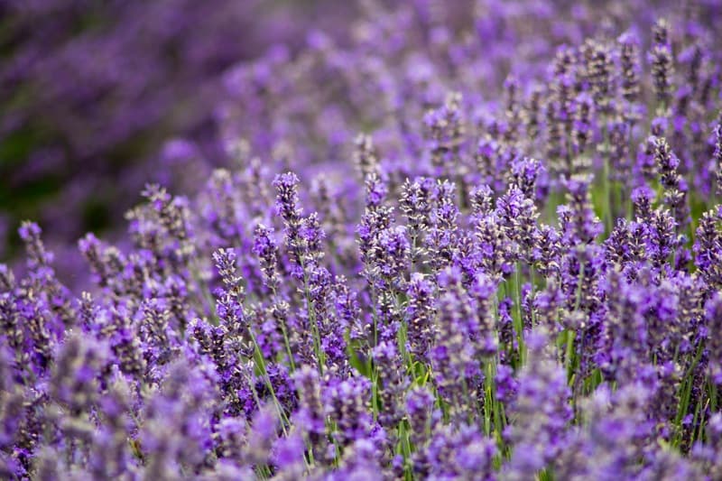 Photo of lavender flowers