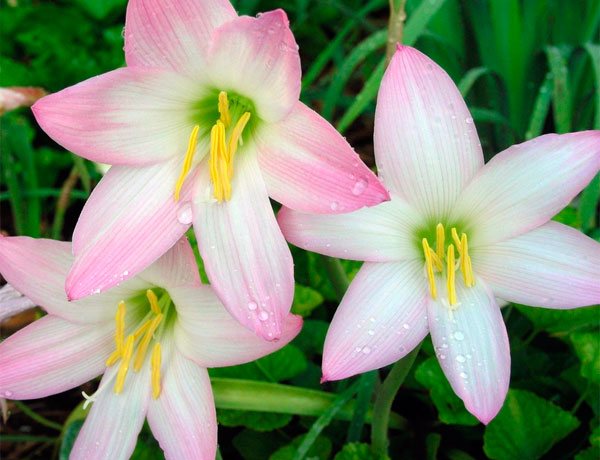 Снимка на цветя Zephyranthes Robustus