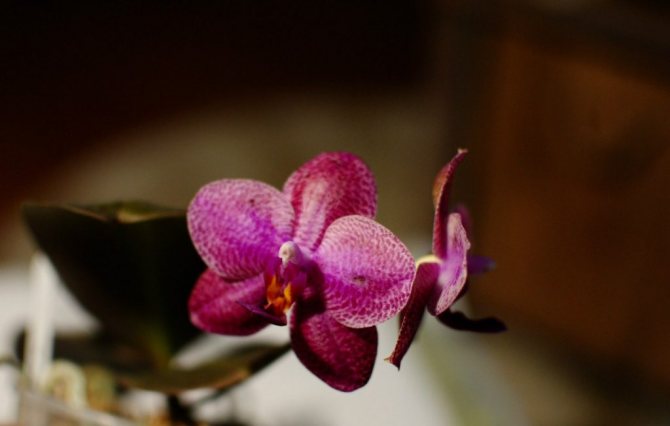 снимка на цъфтеж на орхидея фаленопсис