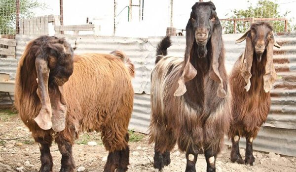 Larawan: Damascus goat shami