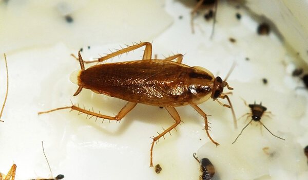 Photo: Domestic red cockroach
