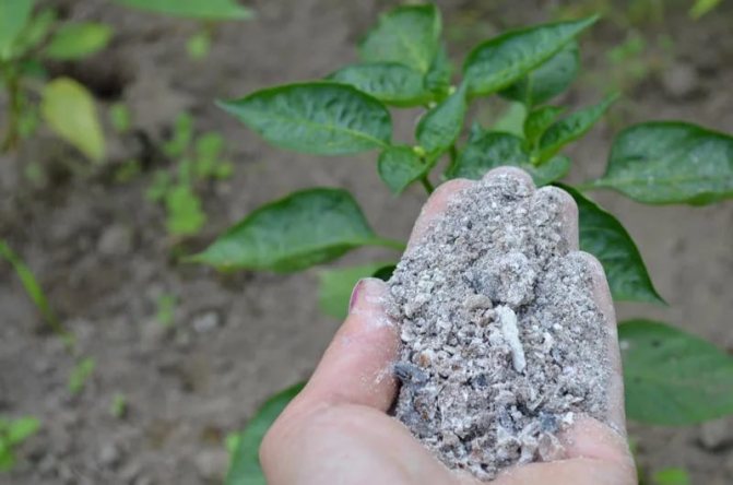 Photo of wood ash for seedlings