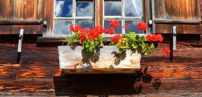Photo of geraniums on the windowsill