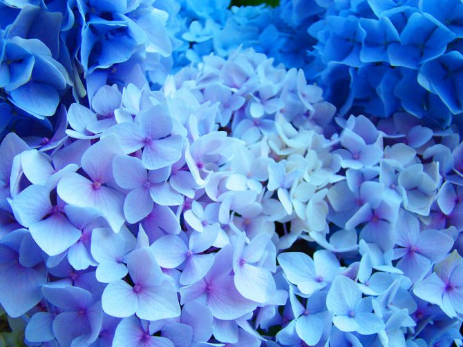 Foto hidrangea biru