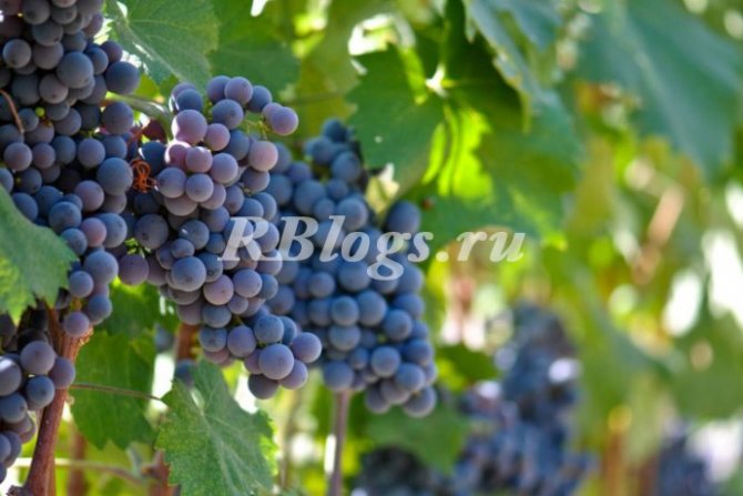 Photo and description of the Agat Donskoy grape variety