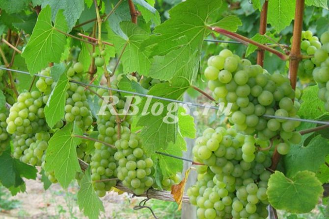 Photo and description of the Aleshenkin grape variety