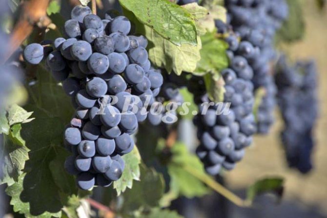 Photo and description of the Buffalo grape variety