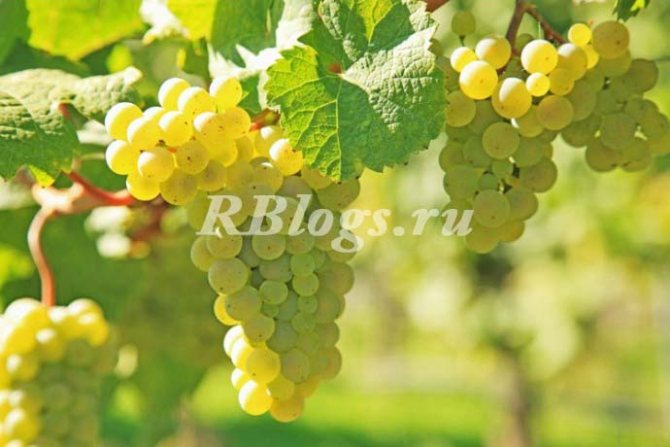 Photo and description of the grape variety Kishmish Mirage