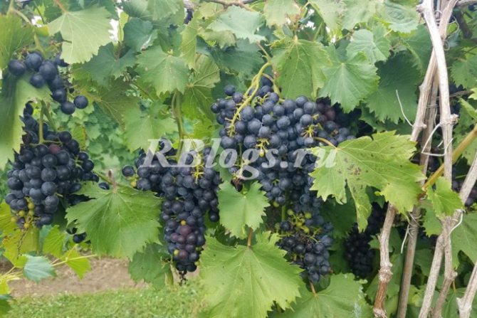 Photo and description of the grape variety Cosmonaut