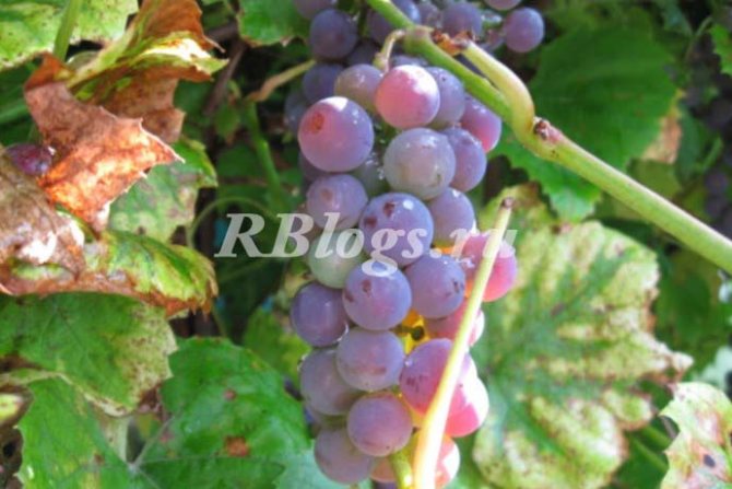 Photo and description of the Lucille grape variety