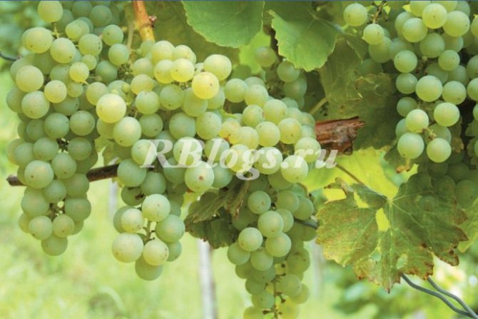 Photo and description of the grape variety Special
