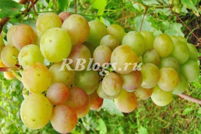 Photo and description of the Rusven grape variety