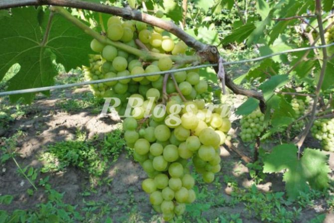 Photo and description of the grape variety Tighin