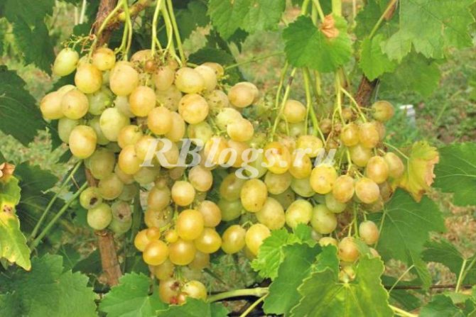 Photo and description of the grape variety Thor Heyerdahl