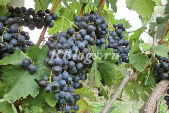 Photo and description of early purple grapes
