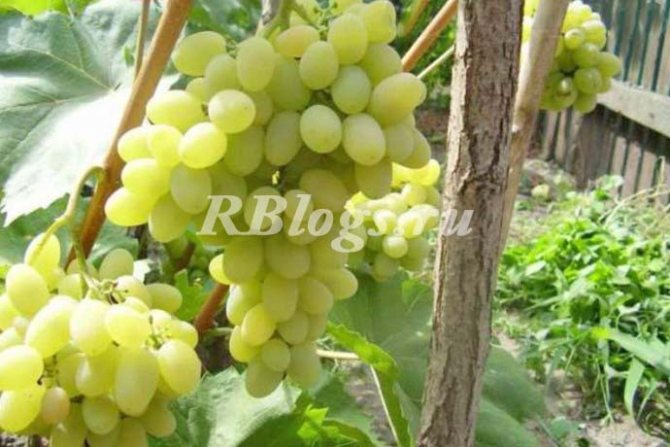 Photo and description of Pleven Muscat grapes