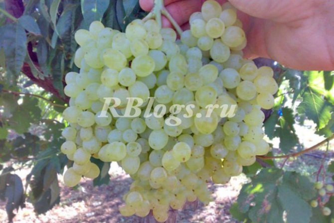 Снимка и описание на грозде Свръхранни без семена
