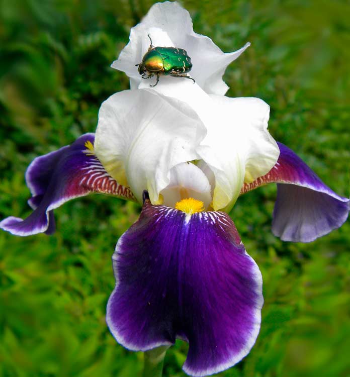 Photo of irises