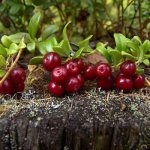 Photo: What does Cranberry look like?