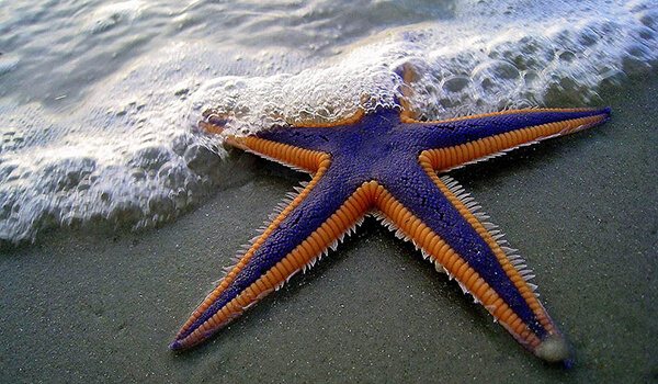 Foto: Hur en sjöstjärna ser ut