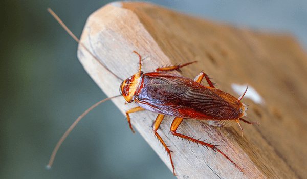 Photo: What a red cockroach looks like