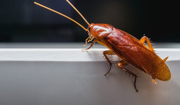 Photo: What a red cockroach looks like