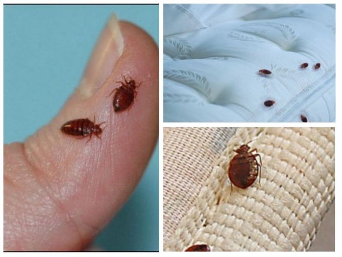 Photo: what a bug bite looks like on a human body, symptoms