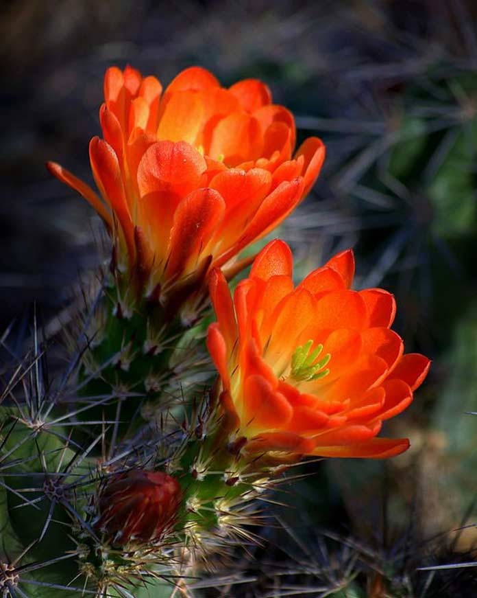 Fotografie kaktusů