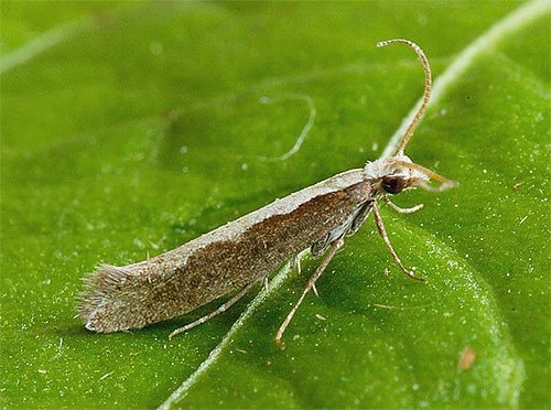 Photo of cabbage moth side