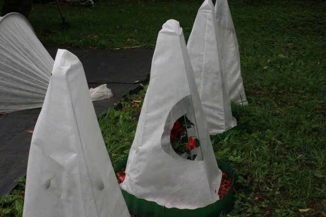 Photo of frame shelters for roses
