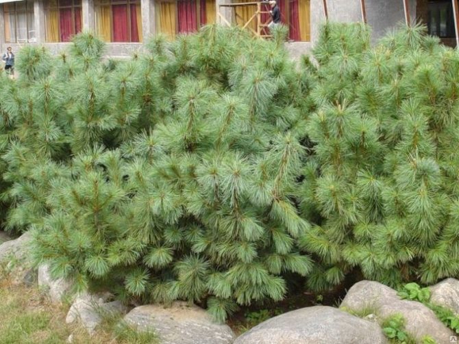 photo of dwarf cedar