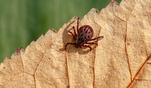Photo: Tick in the forest