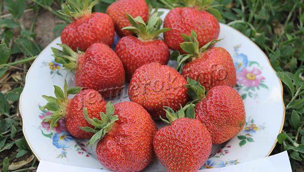 Larawan ng Wim Kimberly strawberry