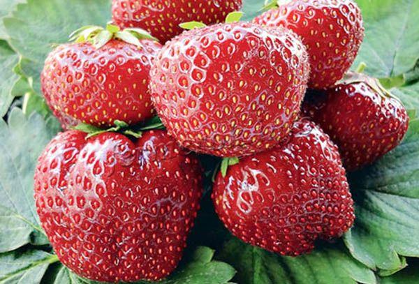 Photo of Vima Xim strawberry