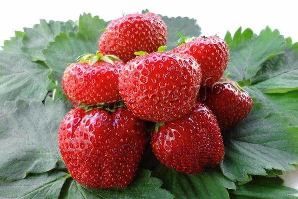 Снимка на ягода Вим Занта