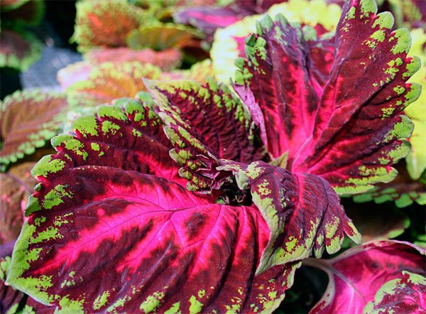 Photo of Coleus Blume with red spots on the leaves