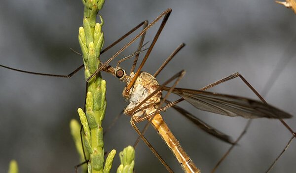 Photo: Mosquito centipede