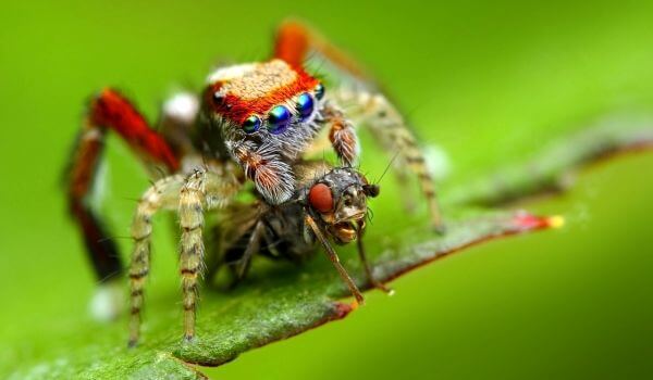Foto: Cal păianjen roșu