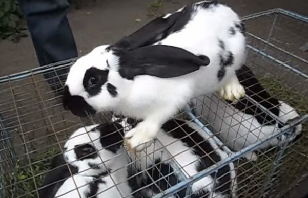 foto av en tysk jätte av kaninras